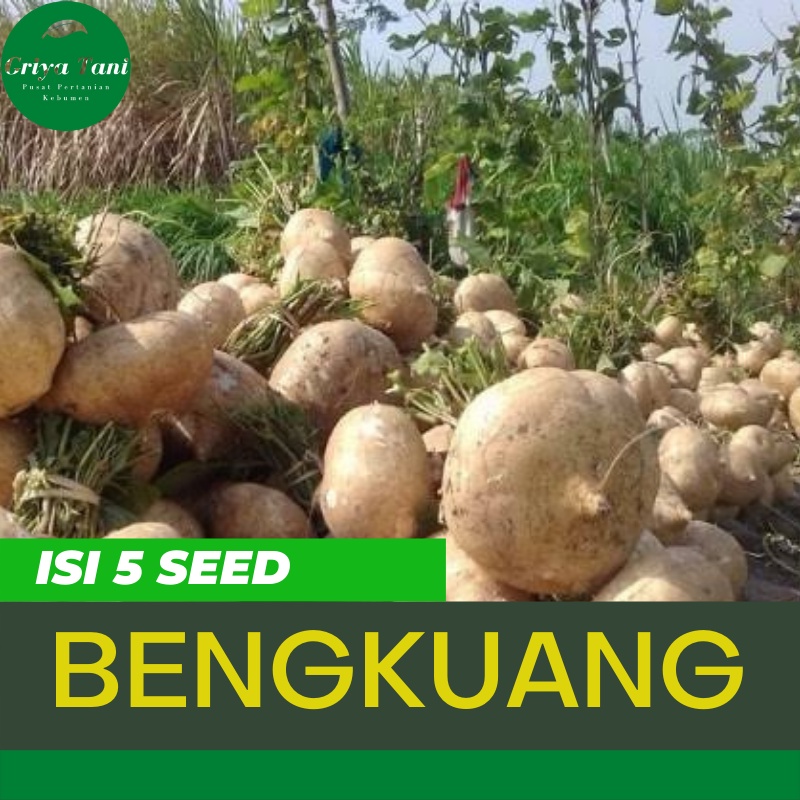 Benih Buah Bengkoang Hibrida Bibit Bengkoang Hibrida