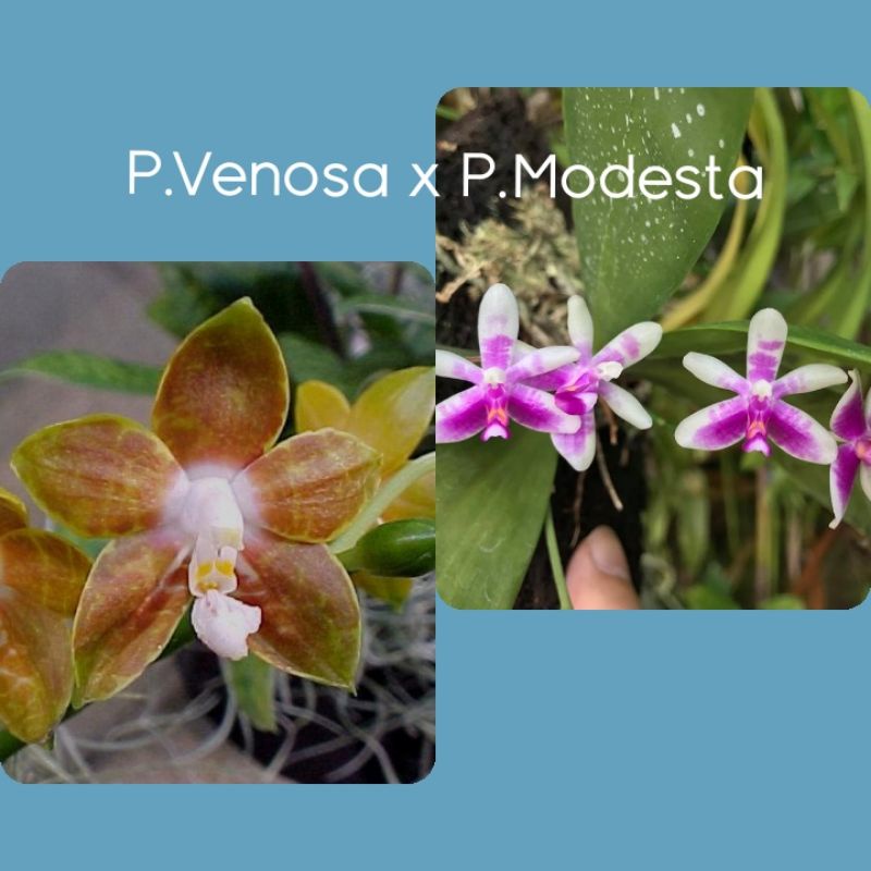 phalaenopsis venosa x phalaenopsis modesta