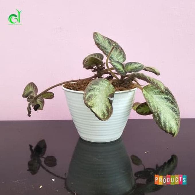 Terbaru Tanaman Bunga Episcia Cupreata Pink Panther Buru Order