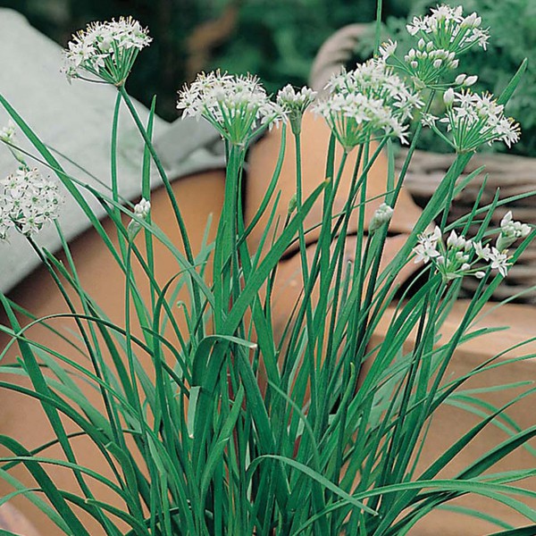 Benih Bibit Biji - Garlic Chives / Bawang Kucai (Allium tuberosum) Seeds - IMPORT