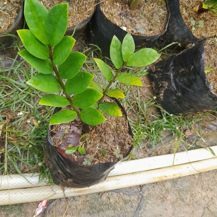Zamia plant / ZZ plant / tanaman dolar
