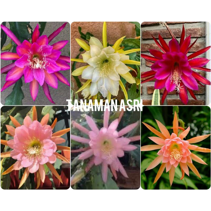 Paket 6 Wijaya Kusuma Tanaman Hias - Tanaman Hias Hidup - Bunga hidup - Bunga hias