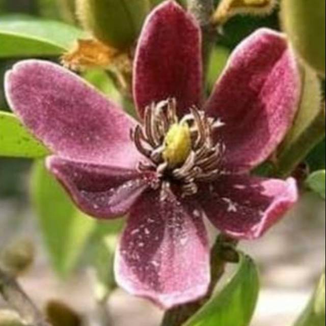 Bibit Cempaka Mulya Ungu