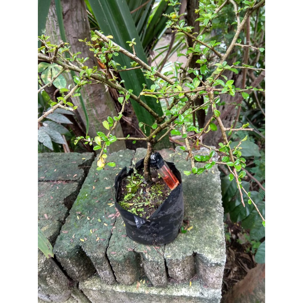 Bonsai Hokiante Mikro Hokiantea Micro Hokiante Bahan Bonsai Hokiantea Shopee Indonesia