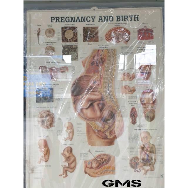 Gambar Anatomy Timbul 3D - Anathomy Chart