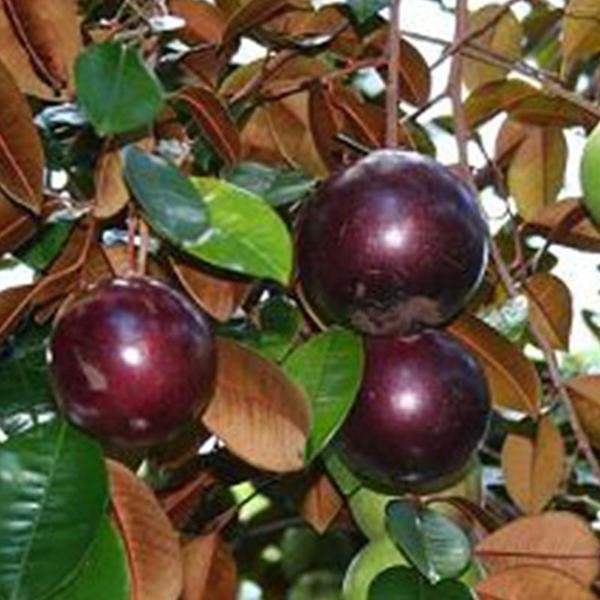 Tanaman Buah Kenitu Ungu