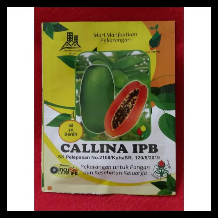 Benih Pepaya Callina Ipb (Ipb9)