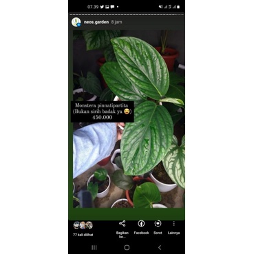 monstera pinatipartita