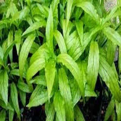 

DAUN BELALAI GAJAH 1 kg BERKAH STORE
