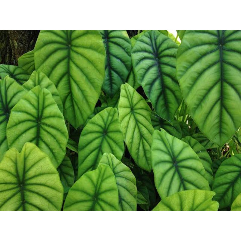 ALOCASIA GREEN SHIELD CLYPEOLATA / ALOCASIA TENGKORAK HIJAU