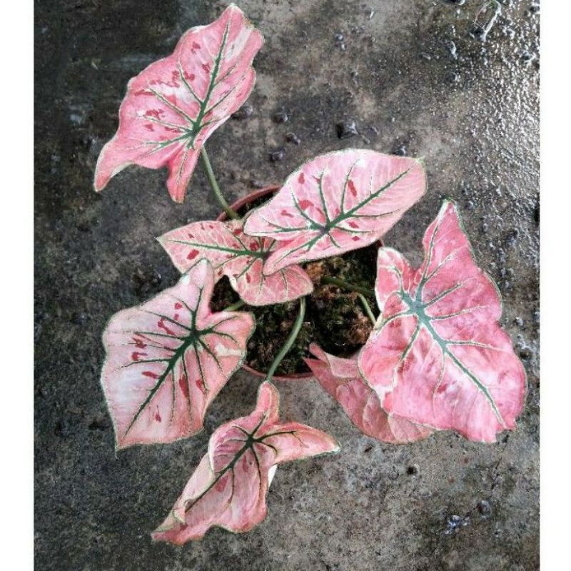 anakan keladi import thailand caladium red pink guava