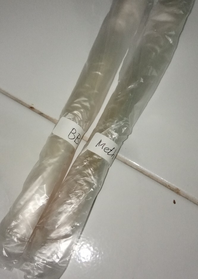 Biakan Metarhizium Sp. Murni Isolat Metarhizium