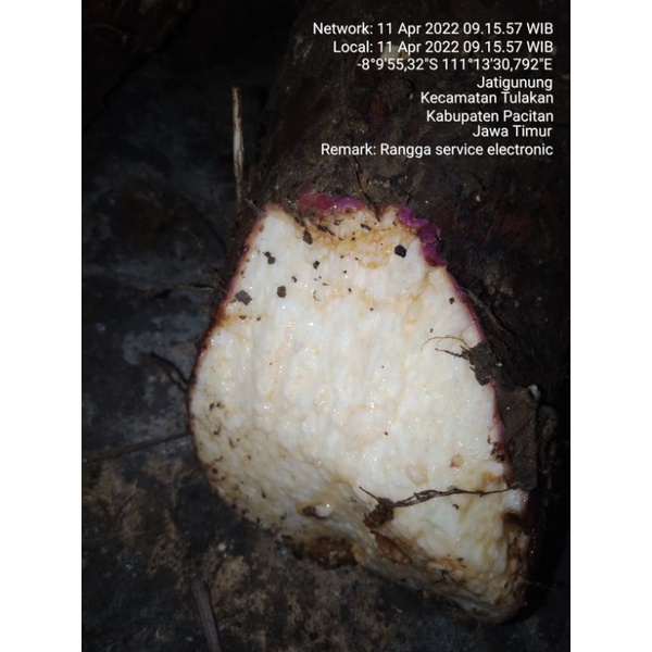 

1kg umbi uwi segar