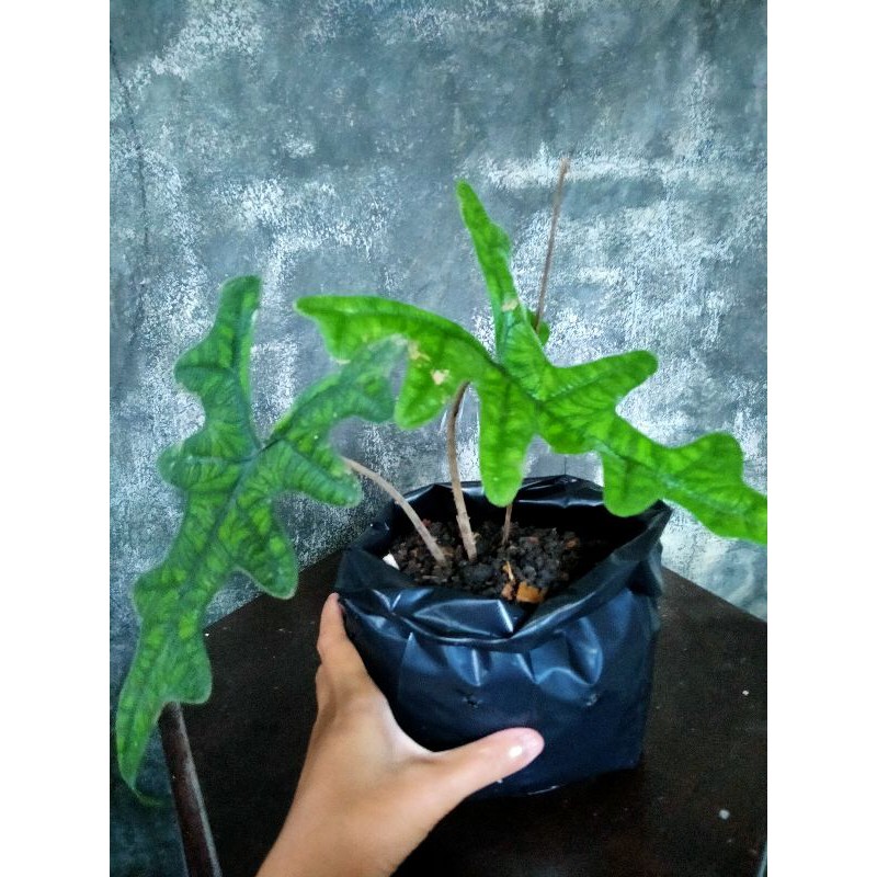 Alocasia Sp Sulawesi