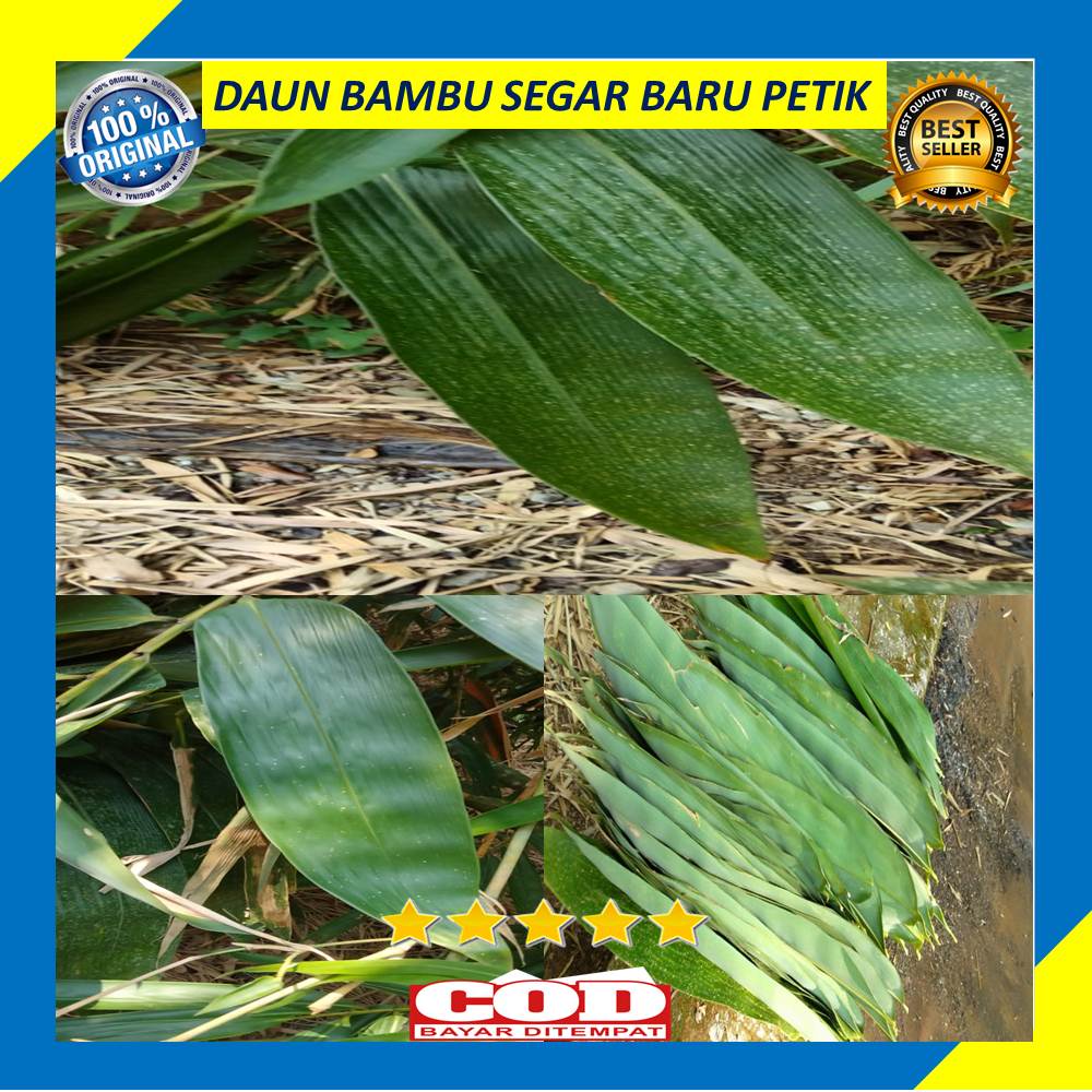 

Daun Bambu Segar 50 Lembar Jumbo