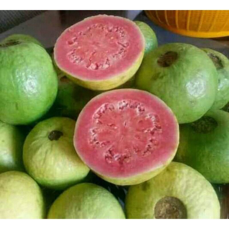 

jambumerah