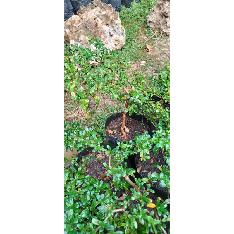 bahan bibit bonsai giometrik/bucida asal semai biji