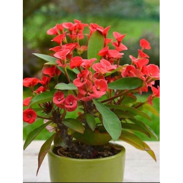 tanaman hias Euphorbia bunga mini