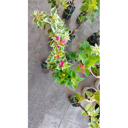 Bibit tanaman hias bunga bougenvile - bugenvil 3 warna
