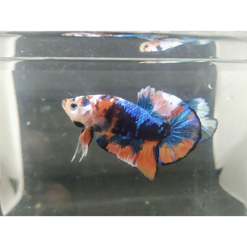Ikan Cupang Plakat multicolor male/jantan