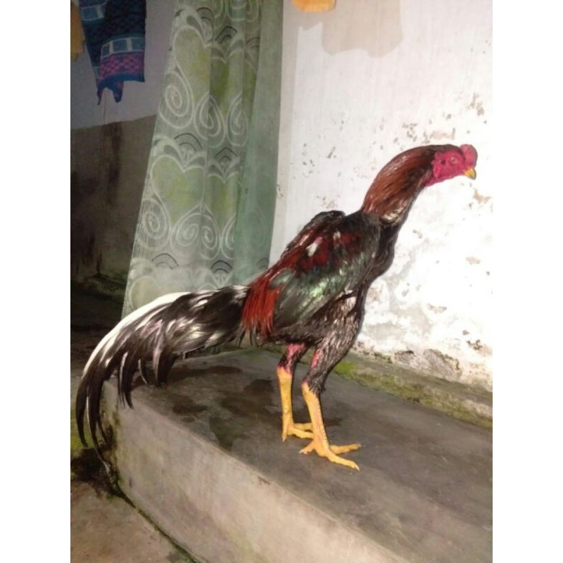 

telur ayam petarung murah jember