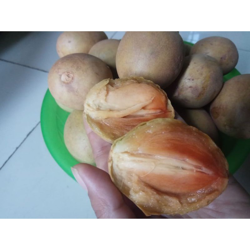 

BuahSawoperkg17rb/SawoMatang/HasilPohon