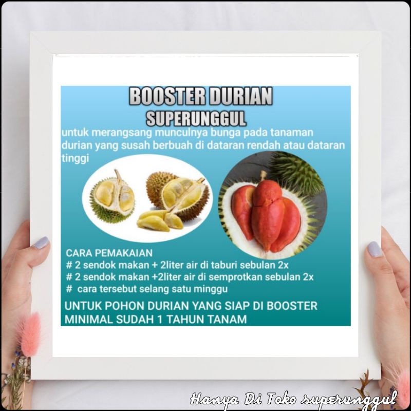 Boster Pupuk Bibit Durian Agar Bisa Berbuah Dengan Cepat Dan Berbuah Lebat