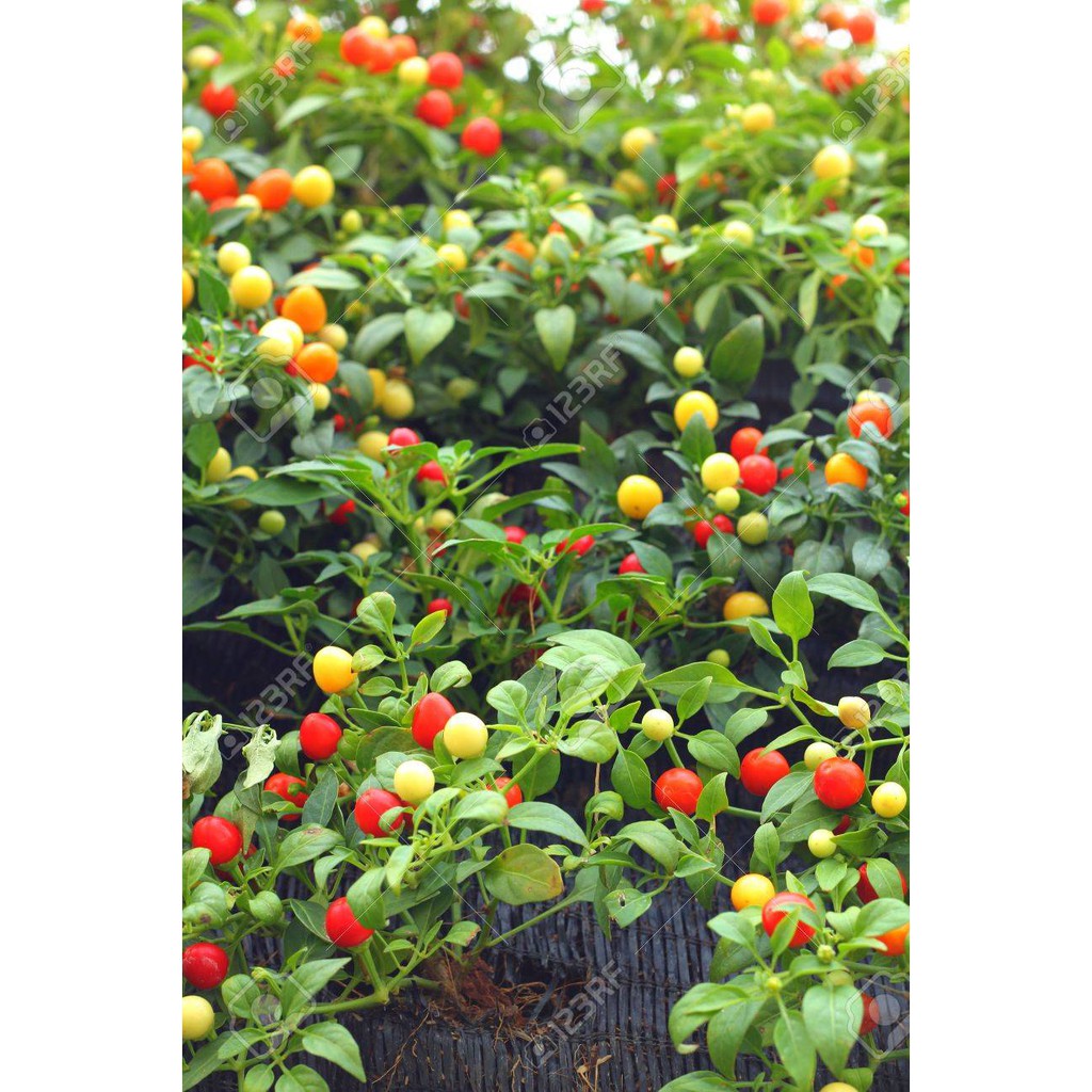 Jual Biji Cabe Red Cherry Hots Pepper - Bibit Tanaman Pohon Cabe Red ...