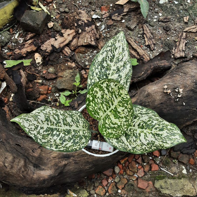 Aglonema Big Leaf