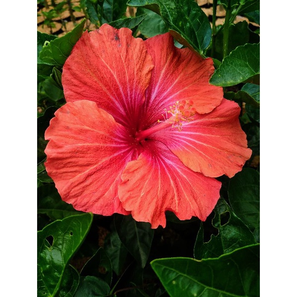 Hibiscus Varian Baru Orange Strip Pink Jumbo