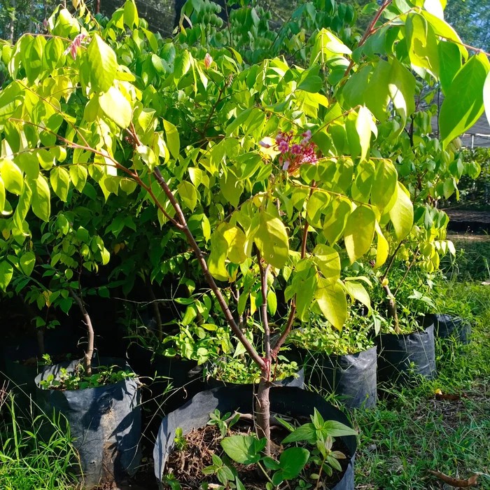 

bibit blimbing berbunga/berbuah