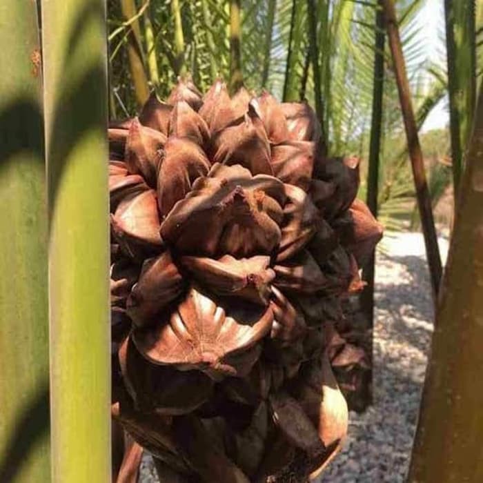 

Buah Dahon Per Tandan