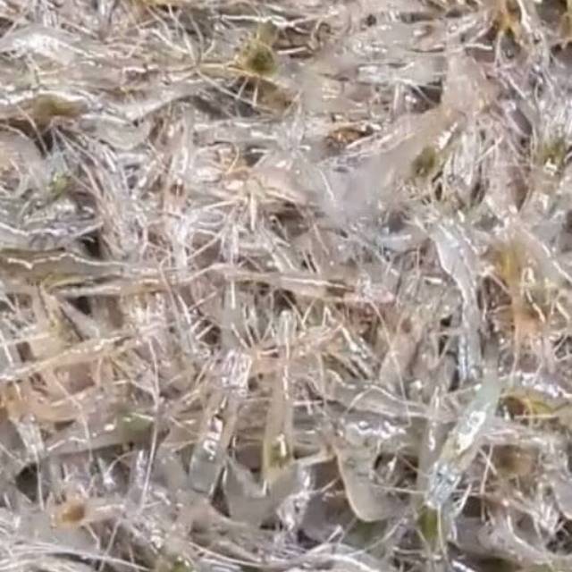 

UDANG RAWA BEKU SIZE KECIL/SEDANG
