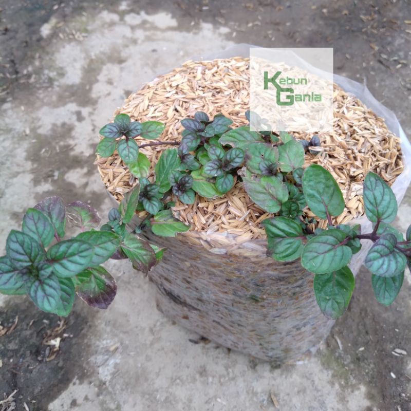 

Choclate mint coklat mint