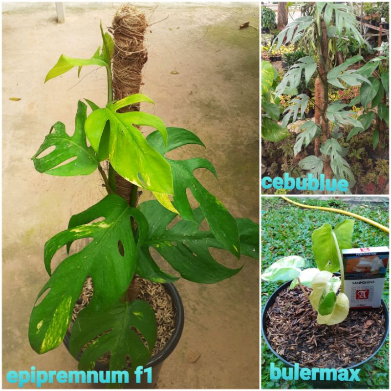 epipremnum