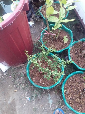 Bibit Tanaman Buah Jeruk Santang Madu Berbuah