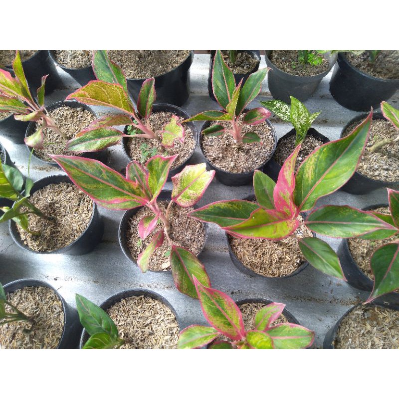 Aglonema Lipstik Aglaonema Lipstik