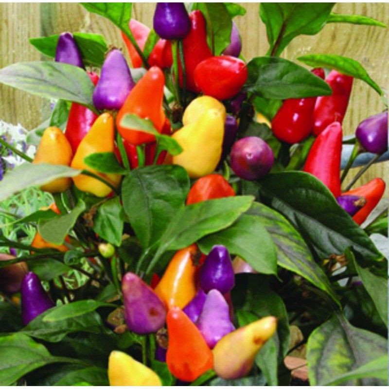 Benih | Bibit cabe pelangi siap berbuah | tanaman cabe pelangi siap berbuah