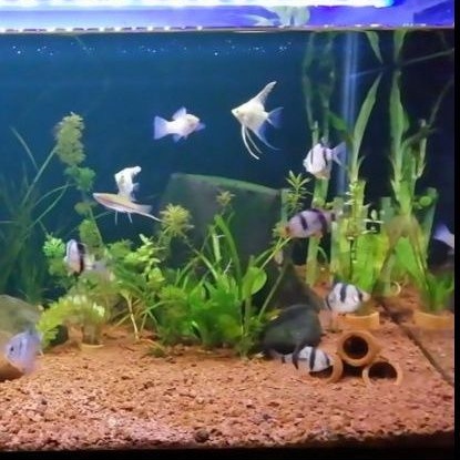 Pasir malang Merah 1kg. Substrat aquarium aquascape