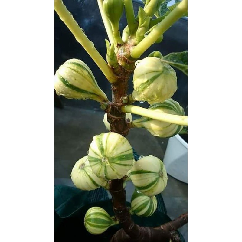 

FC bibit buah tin jenis PANACE TIGER