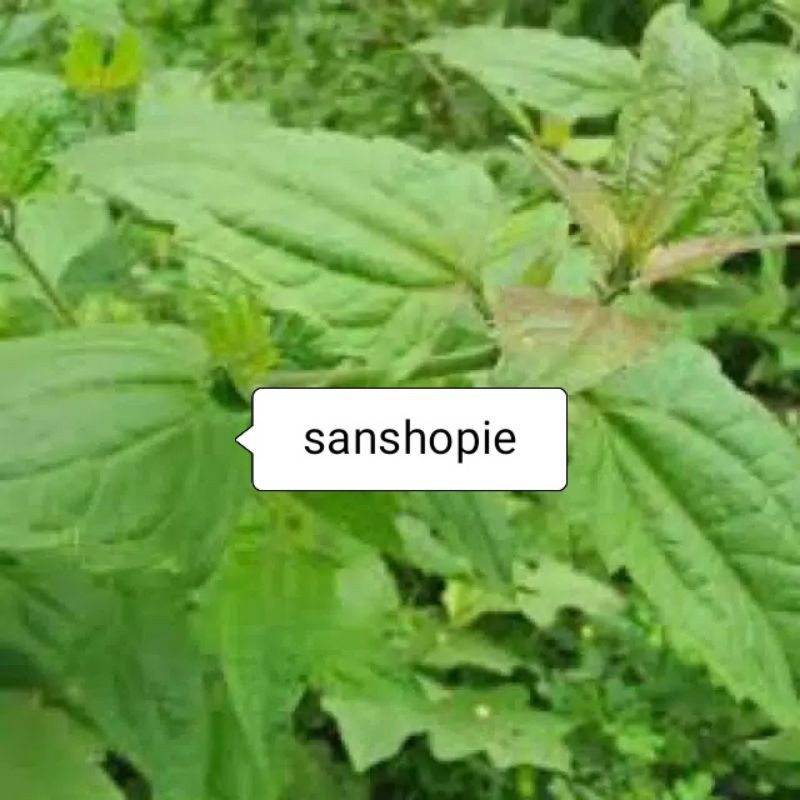 

Daun Kopasanda Segar Paket Per 1 kg