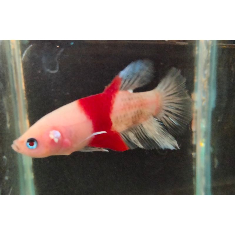 Cupang Plakat Koi Tancho Male Real Pict