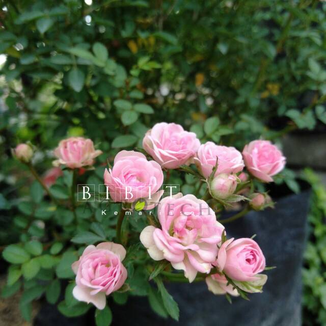 Bibit Tanaman Hias Bunga Baby Rose Pink/ Bunga Mawar Mini