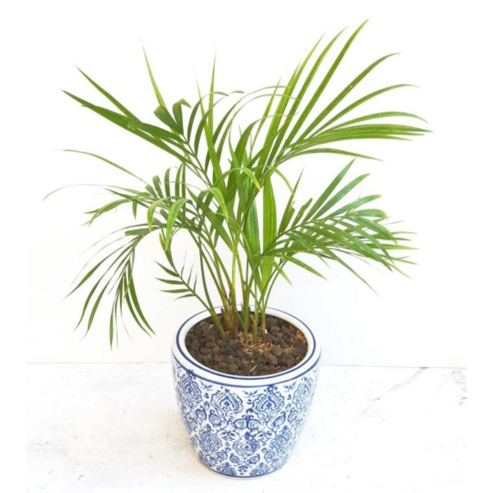 Tanaman hias palem kuning / pohon palem kuning / tanaman palem indoor