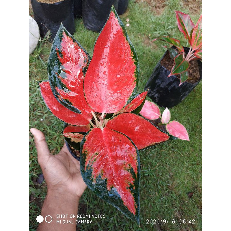 Aglonema suksom jaipong stang pendek