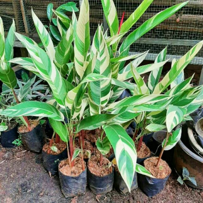 pisang Pisangan variegata/pisang helikonaia
