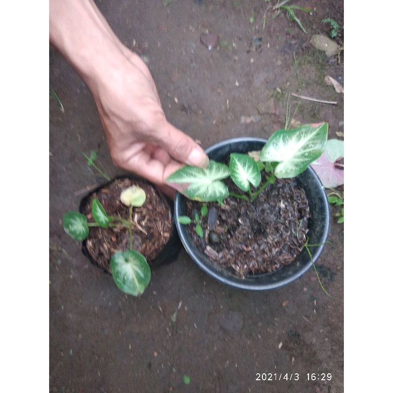 keladi cat tumpah/shycool