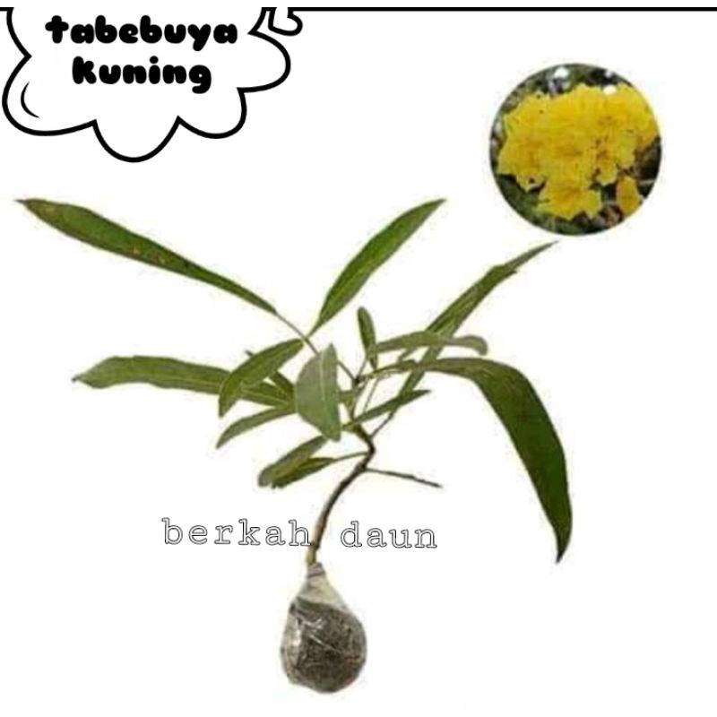 3 bibit tabebuya kuning harga promo