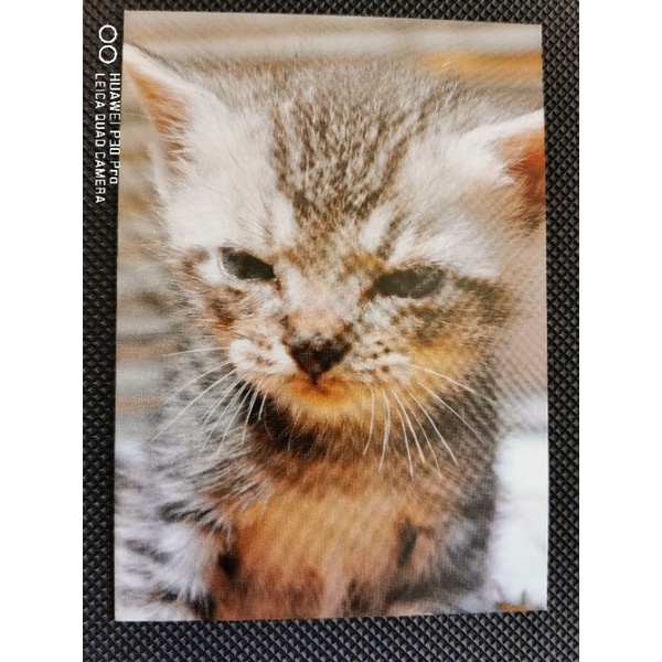 

kartu pos kucing/cat postcard