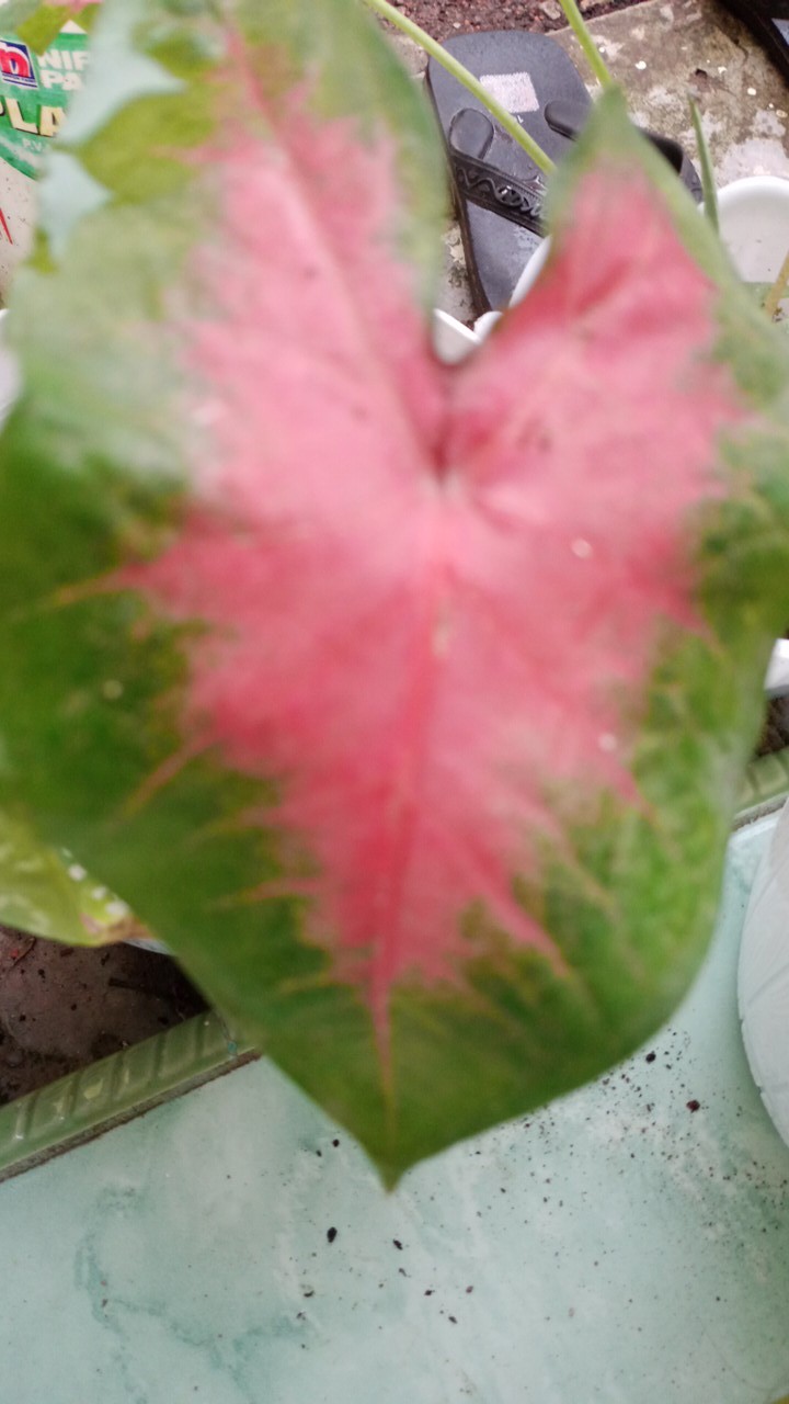 Tanaman Hias Pink Love Tanamn Hias Cantik